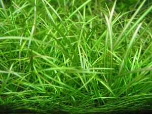 Dwarf Chain Grass